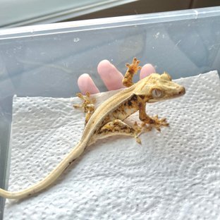 솔리드백 릴리화이트 타이거 트라이