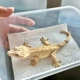 옐로우 브린들 벅스킨