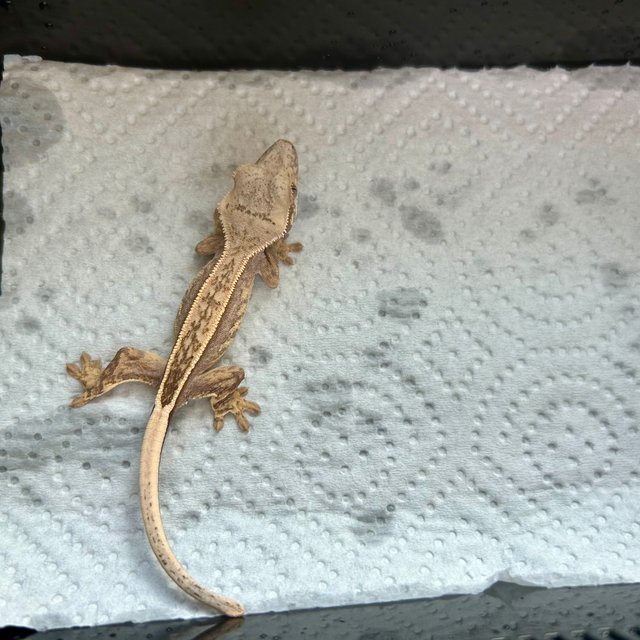 슈퍼스트라이프 엠티백 쿼드