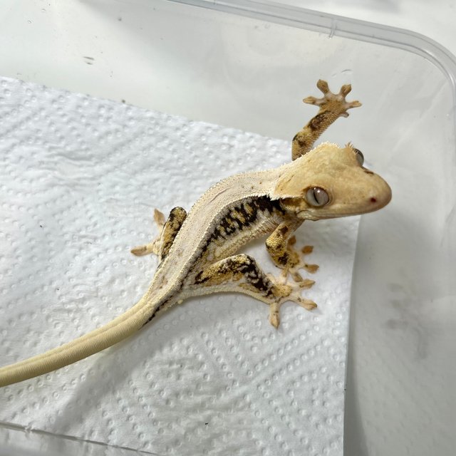 릴리화이트 솔리드백 블랙