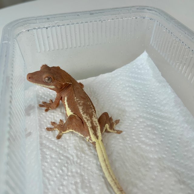 팬텀 프라푸치노 레드