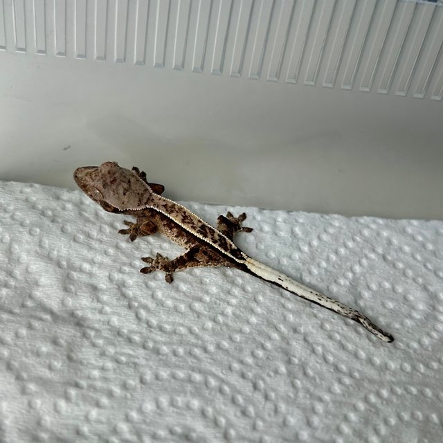 카푸치노 풀핀 화이트스팟 화이트핀 타이거 다크