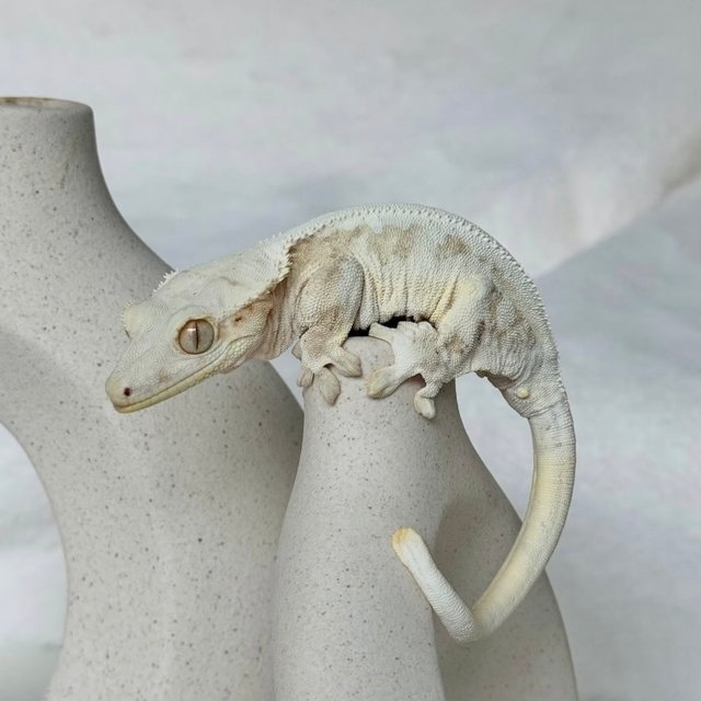 솔리드백 릴리화이트