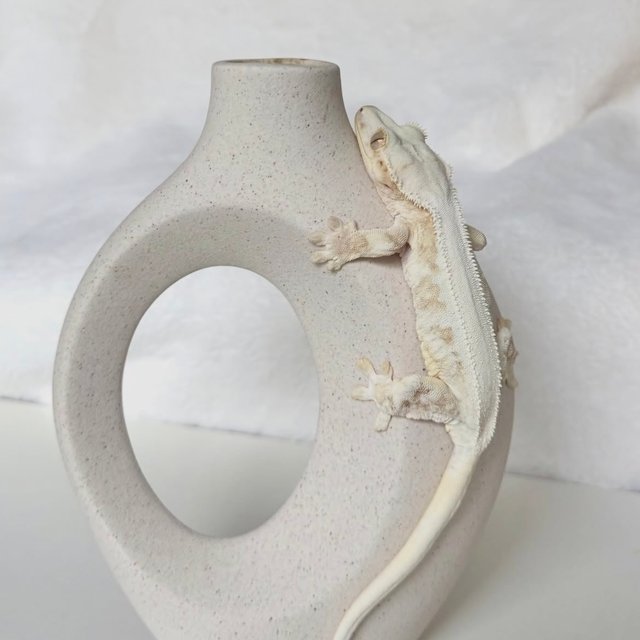 솔리드백 릴리화이트