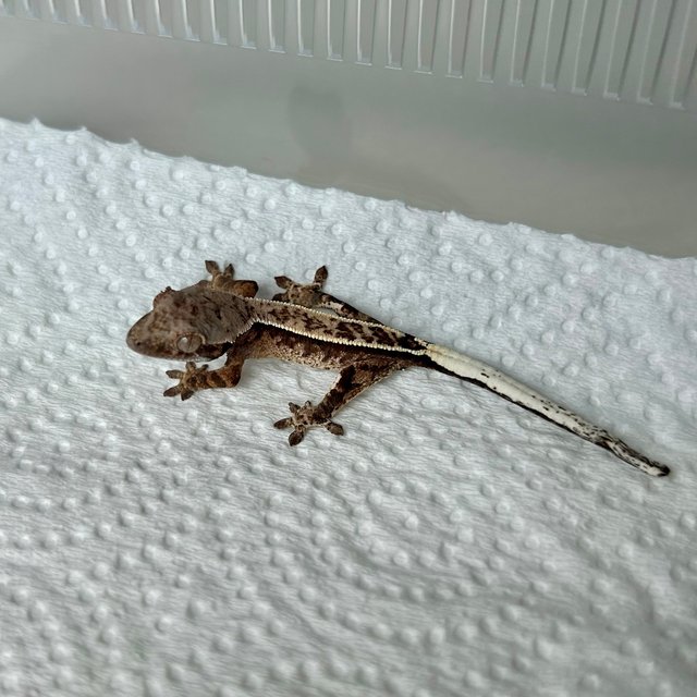 카푸치노 풀핀 화이트스팟 화이트핀 타이거 다크