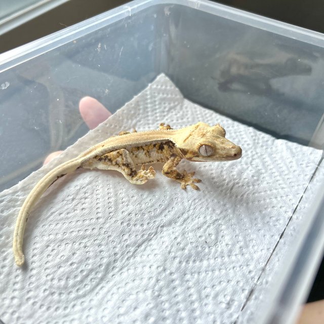 솔리드백 릴리화이트 타이거 트라이