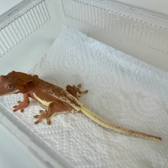 팬텀 프라푸치노 레드