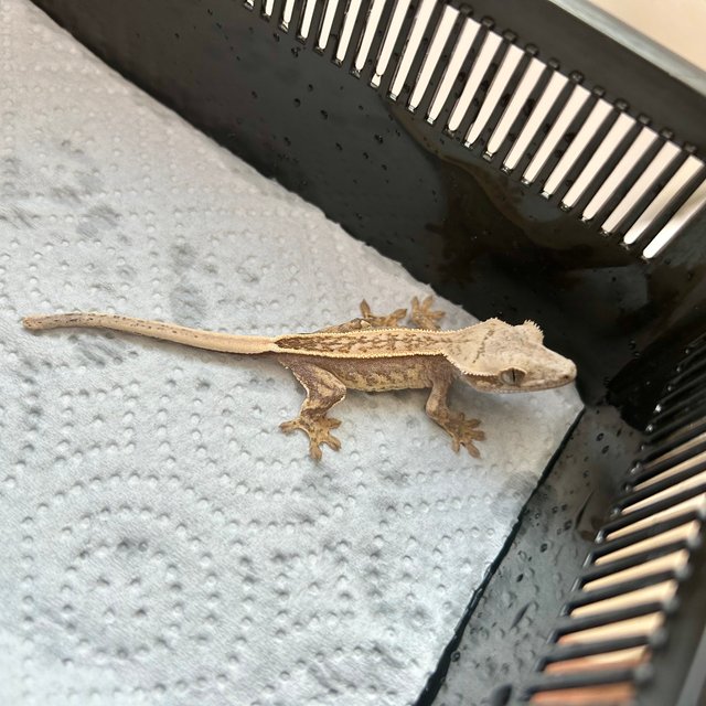 슈퍼스트라이프 엠티백 쿼드