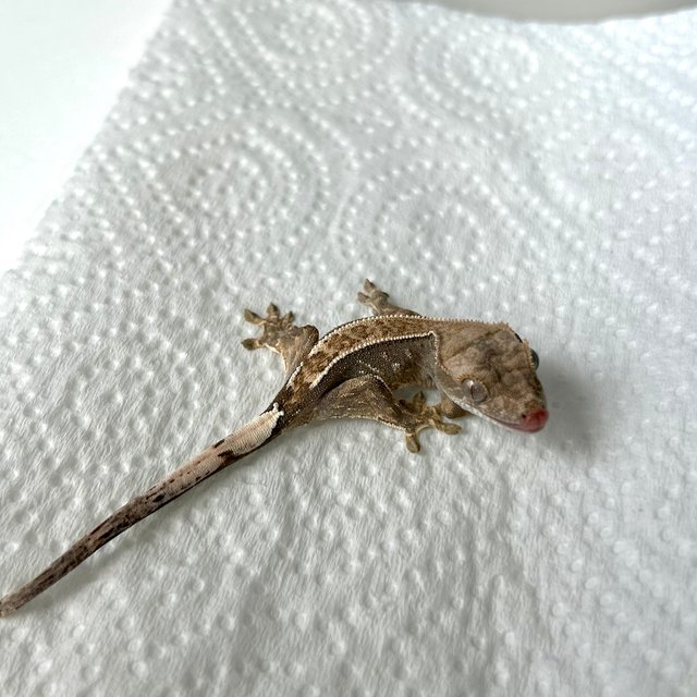 카푸치노 화이트포트홀 핀스트라이프 화이트스팟