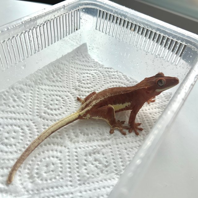 팬텀 프라푸치노 레드