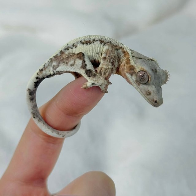 프라푸치노 화이트핀 화이트 크림