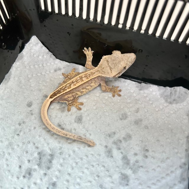 슈퍼스트라이프 엠티백 쿼드