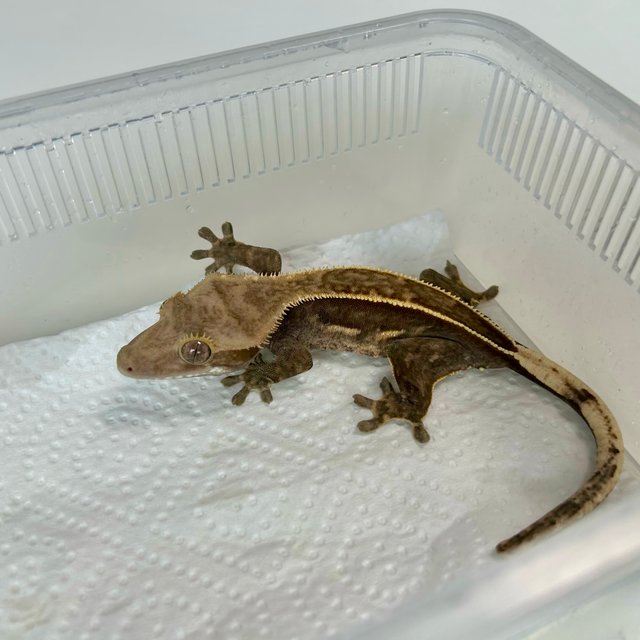 풀핀 엠티백 블랙 쿼드