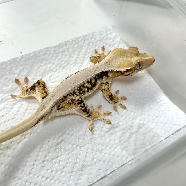 릴리화이트 솔리드백 블랙