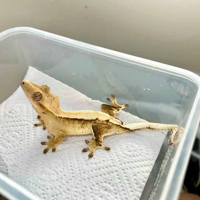 노멀 솔리드백 화이트스팟 드리피