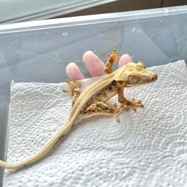 솔리드백 릴리화이트 타이거 트라이