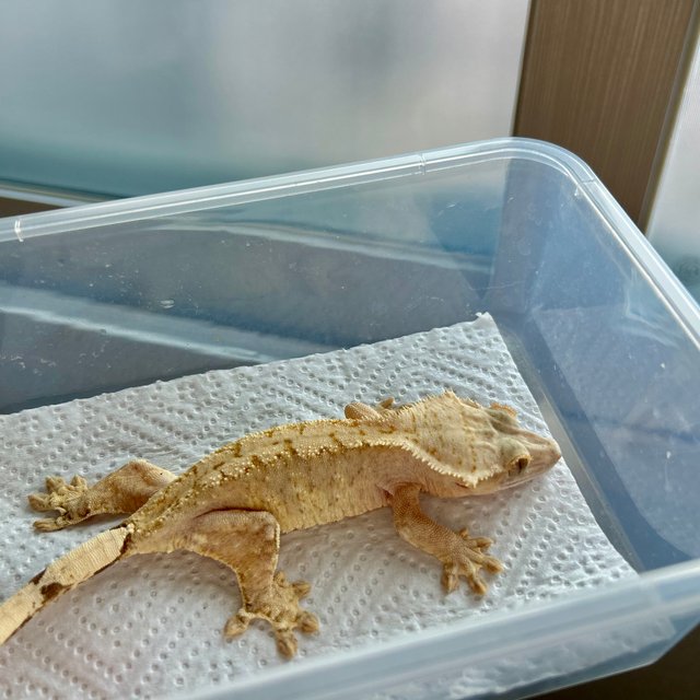 옐로우 브린들 벅스킨