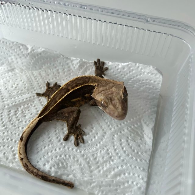 풀핀 엠티백 블랙 쿼드