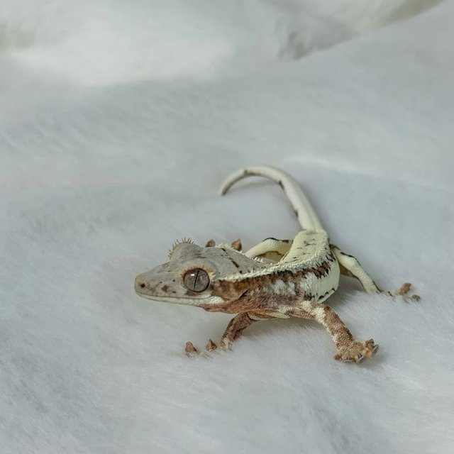 프라푸치노 화이트핀 화이트 크림