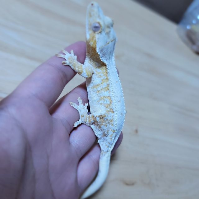 릴리화이트 풀핀 크림