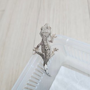 강해랑0521