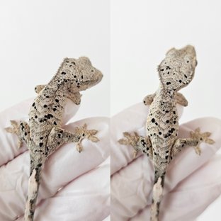 강해랑12호