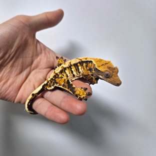 텐저린 트라이 익스트림할리퀸 화이트크라운