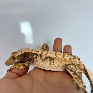 조이