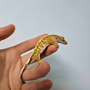 화이트크라운 트라이 익스트림할리퀸