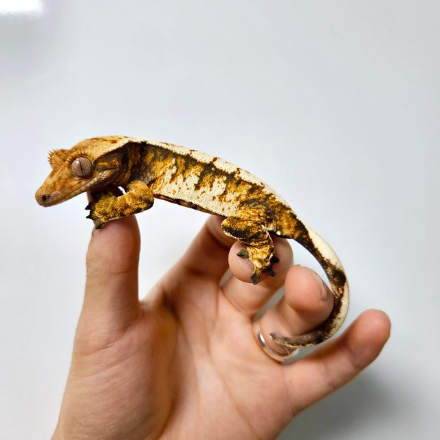 트라이 텐저린 익스트림할리퀸