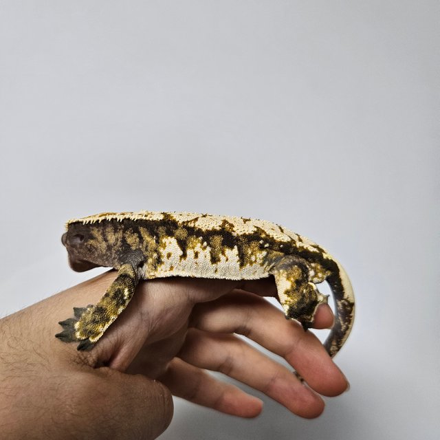 트라이 익스트림할리퀸