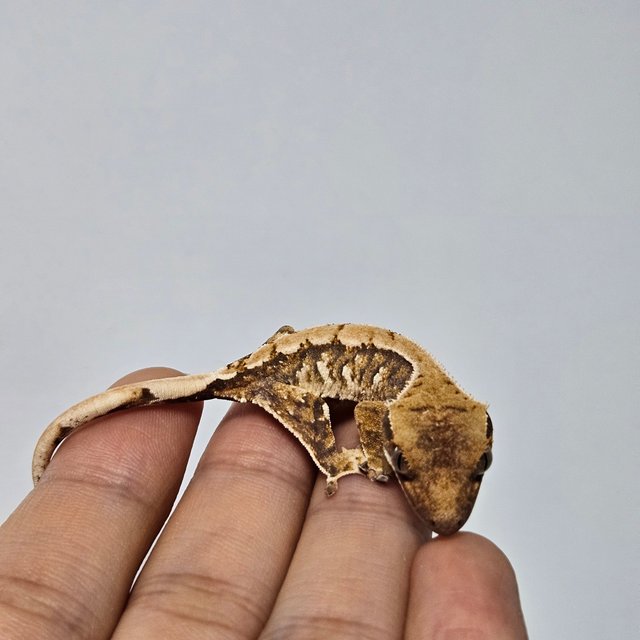 트라이 익스트림할리퀸