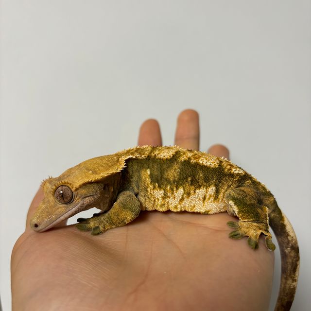 트라이 익스트림할리퀸