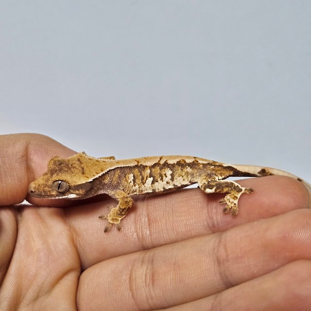 트라이 익스트림할리퀸