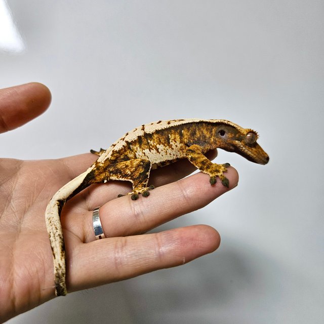 트라이 텐저린 익스트림할리퀸