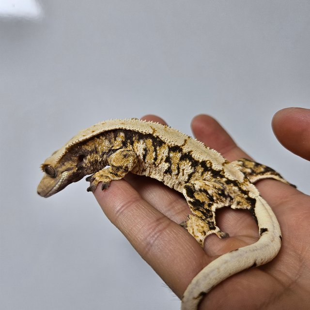 트라이 화이트스팟 익스트림할리퀸