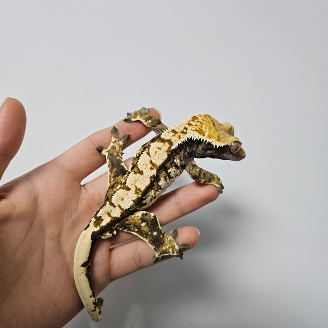 트라이 익스트림할리퀸