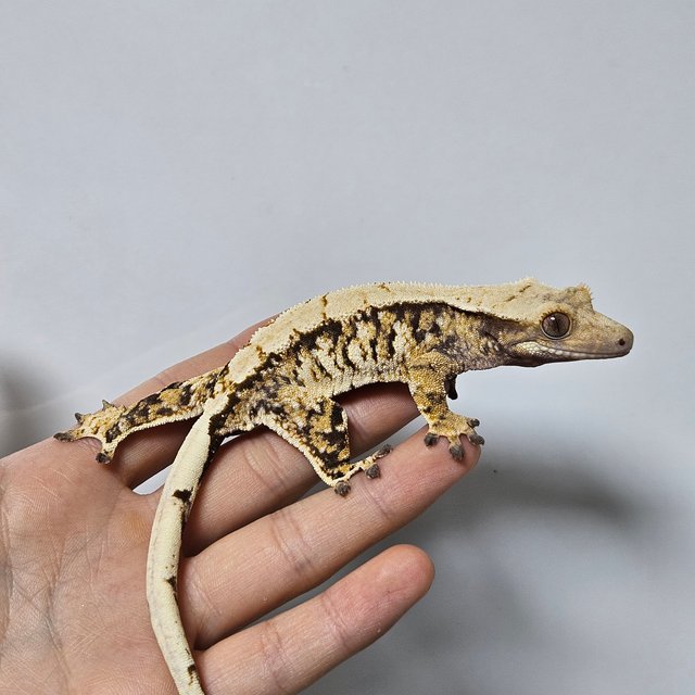 트라이 화이트스팟 익스트림할리퀸