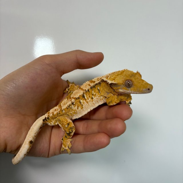 바브 트라이 익스트림할리퀸