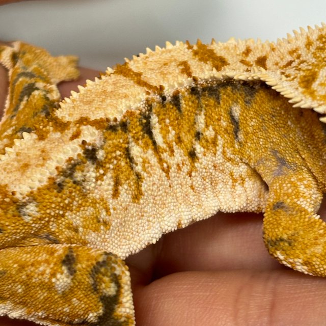 바브 트라이 익스트림할리퀸