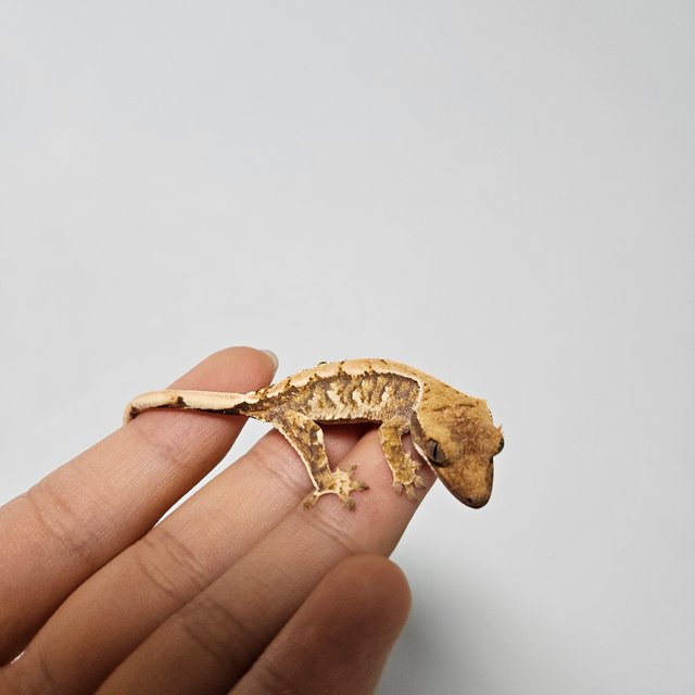 트라이 화이트스팟 익스트림할리퀸