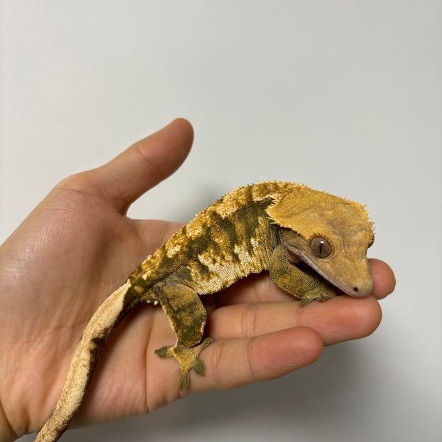 트라이 익스트림할리퀸