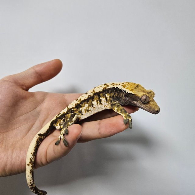 트라이 익스트림할리퀸