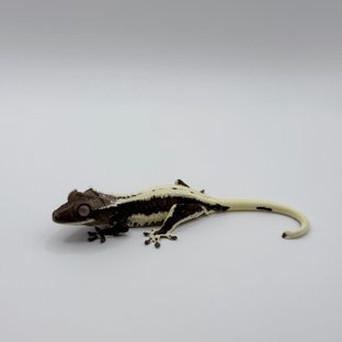 릴잔틱