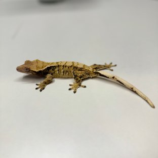 트라이 익스트림할리퀸