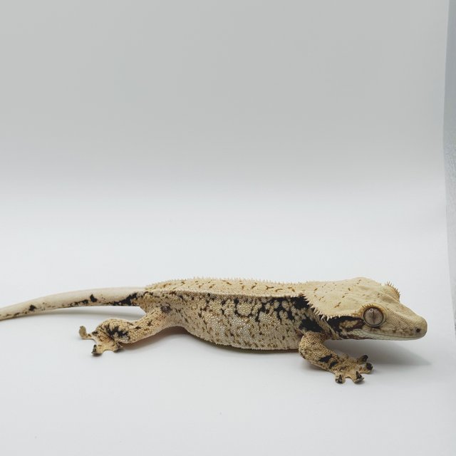 노멀 드리피 화이트스팟