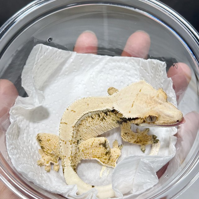 노멀 드리피 화이트스팟