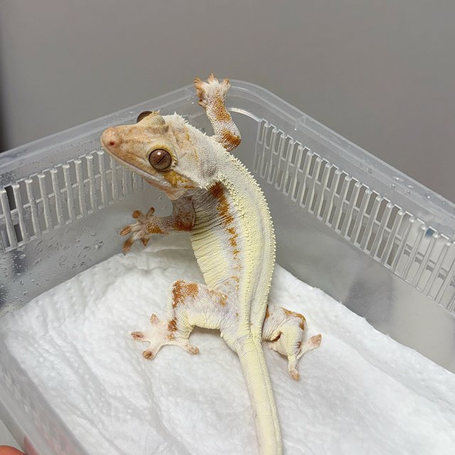 크림 릴리화이트