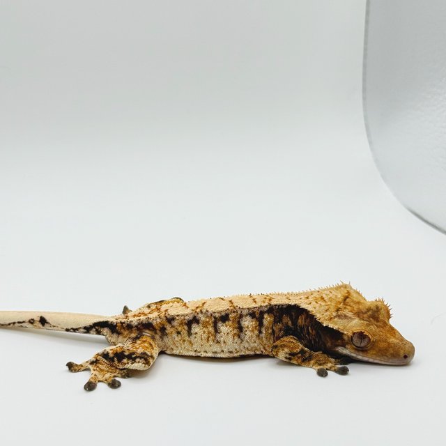 트라이 드리피 화이트스팟 텐저린