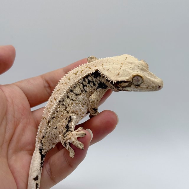 노멀 드리피 화이트스팟